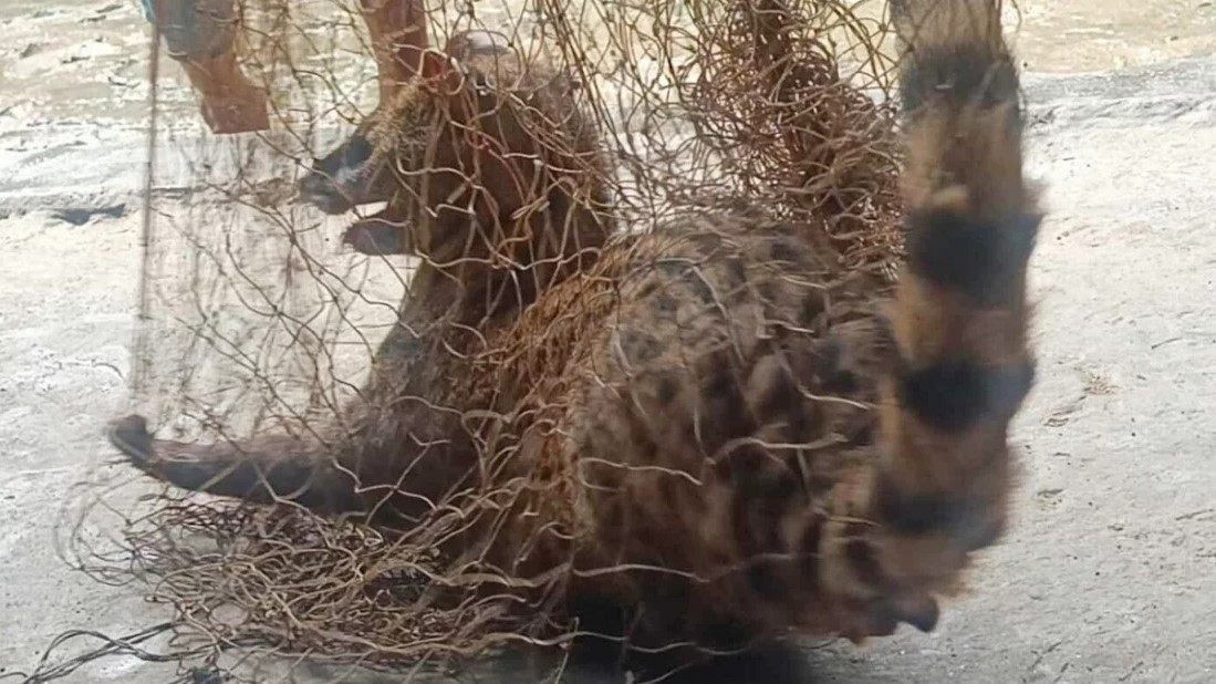 নাটোরে কৃষকের জালে ধরা পড়লো ‘খাটাশ’